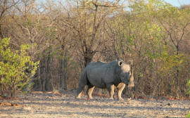 Rhinocéros noirs et rhinocéros blancs