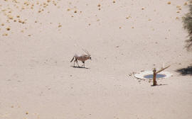 oryx, springbok, gazelle, cobe, antilope cheval