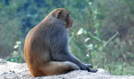 Les singes macaques