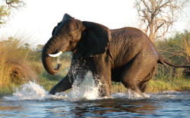 Éléphants d’Afrique
